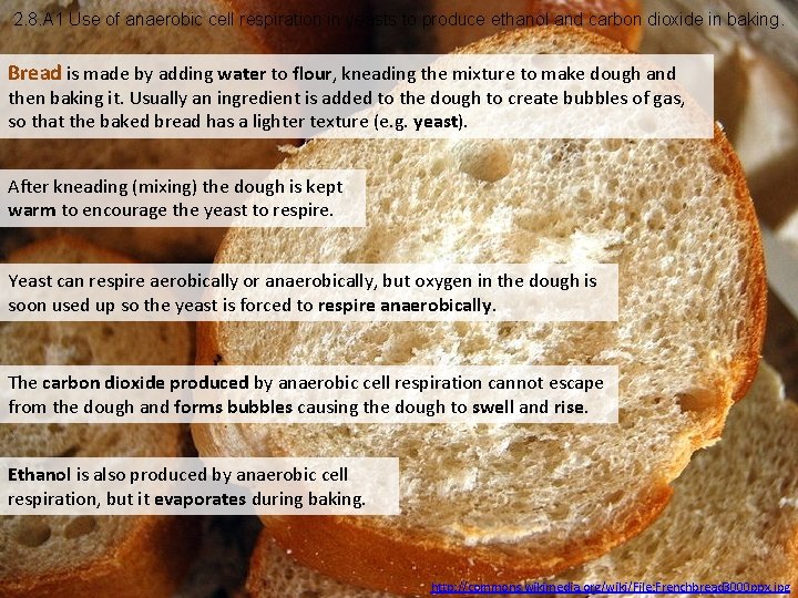 2. 8. A 1 Use of anaerobic cell respiration in yeasts to produce ethanol