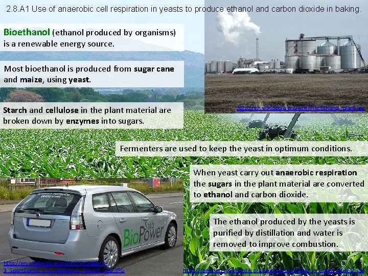 2. 8. A 1 Use of anaerobic cell respiration in yeasts to produce ethanol
