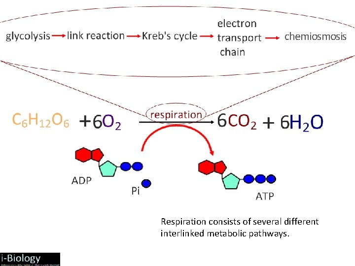 chemiosmosis Respiration consists of several different interlinked metabolic pathways. 