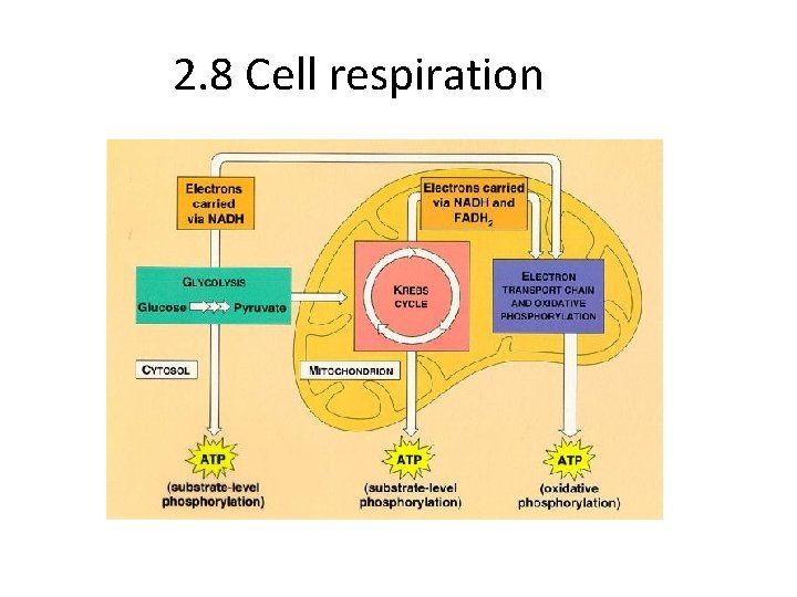 2. 8 Cell respiration 
