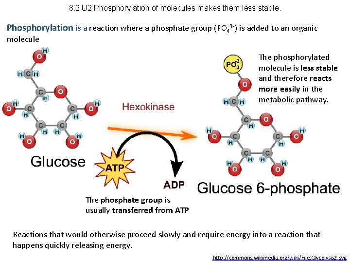 8. 2. U 2 Phosphorylation of molecules makes them less stable. Phosphorylation is a