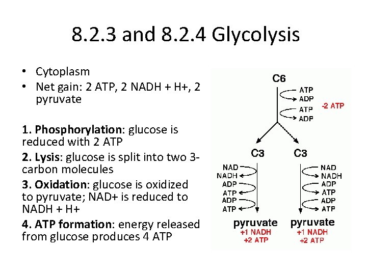 8. 2. 3 and 8. 2. 4 Glycolysis • Cytoplasm • Net gain: 2