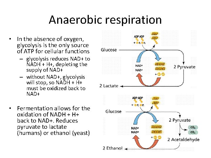 Anaerobic respiration • In the absence of oxygen, glycolysis is the only source of