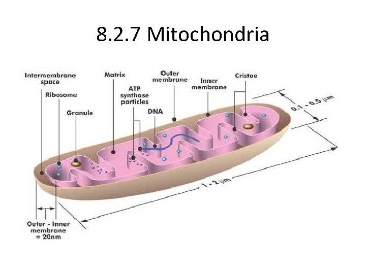 8. 2. 7 Mitochondria 