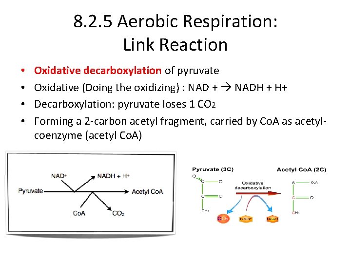 8. 2. 5 Aerobic Respiration: Link Reaction • • Oxidative decarboxylation of pyruvate Oxidative