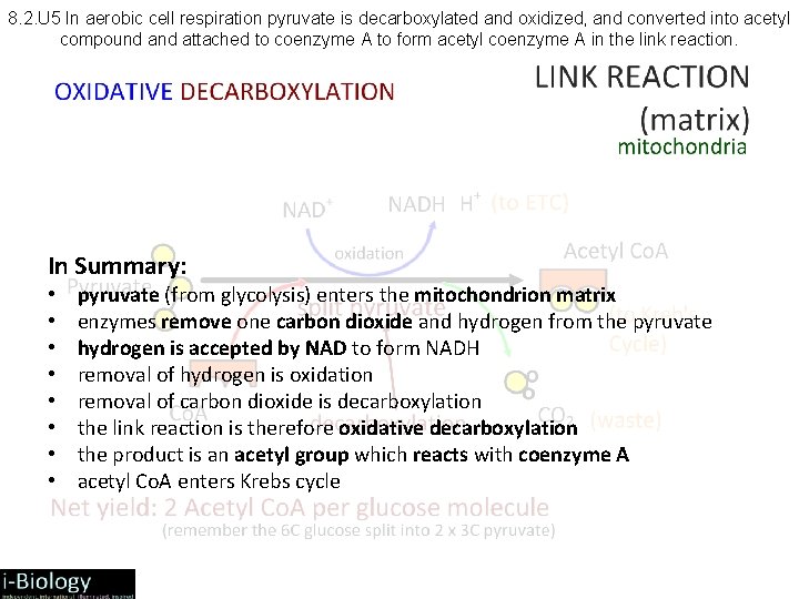 8. 2. U 5 In aerobic cell respiration pyruvate is decarboxylated and oxidized, and