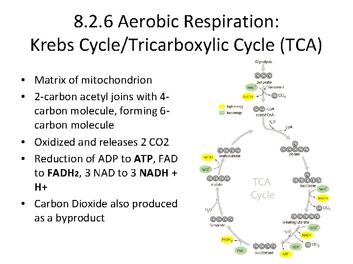 8. 2. 6 Aerobic Respiration: Krebs Cycle/Tricarboxylic Cycle (TCA) • Matrix of mitochondrion •