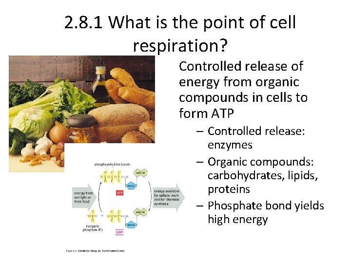 2. 8. 1 What is the point of cell respiration? Controlled release of energy