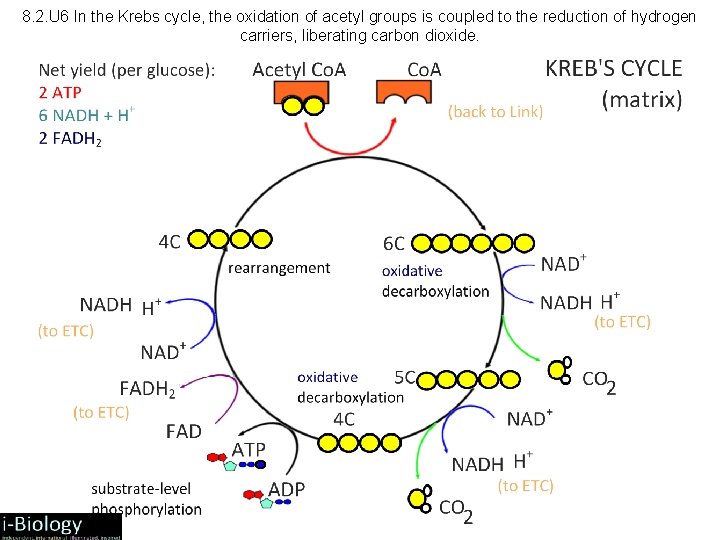 8. 2. U 6 In the Krebs cycle, the oxidation of acetyl groups is