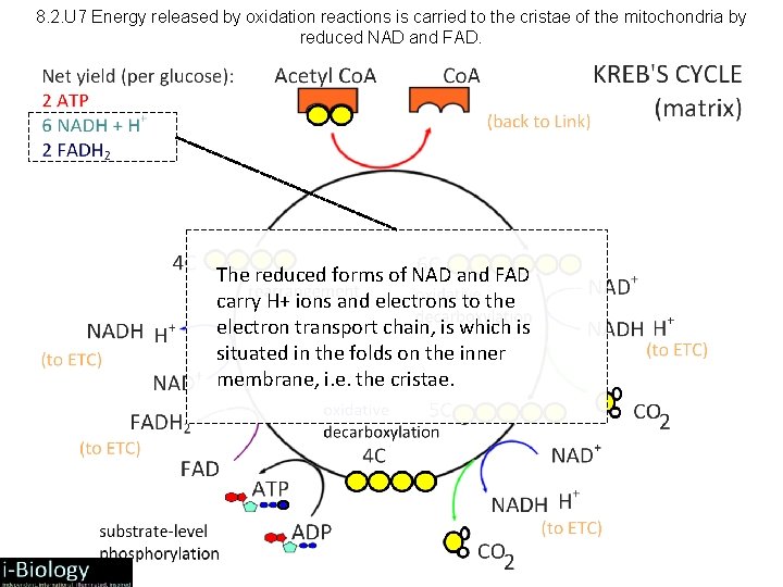 8. 2. U 7 Energy released by oxidation reactions is carried to the cristae