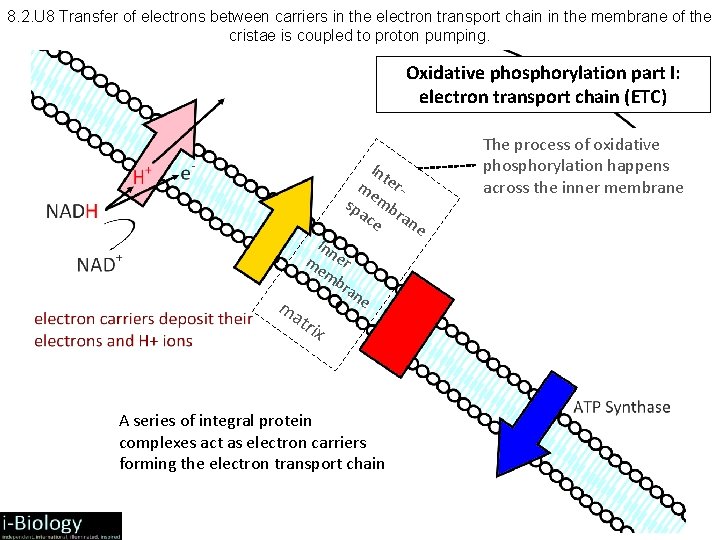 8. 2. U 8 Transfer of electrons between carriers in the electron transport chain
