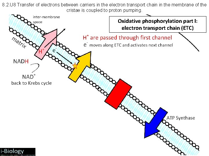 8. 2. U 8 Transfer of electrons between carriers in the electron transport chain