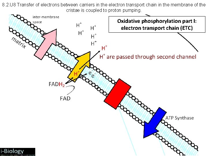 8. 2. U 8 Transfer of electrons between carriers in the electron transport chain