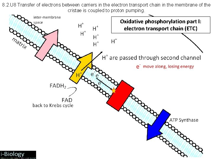 8. 2. U 8 Transfer of electrons between carriers in the electron transport chain