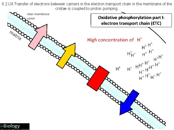 8. 2. U 8 Transfer of electrons between carriers in the electron transport chain
