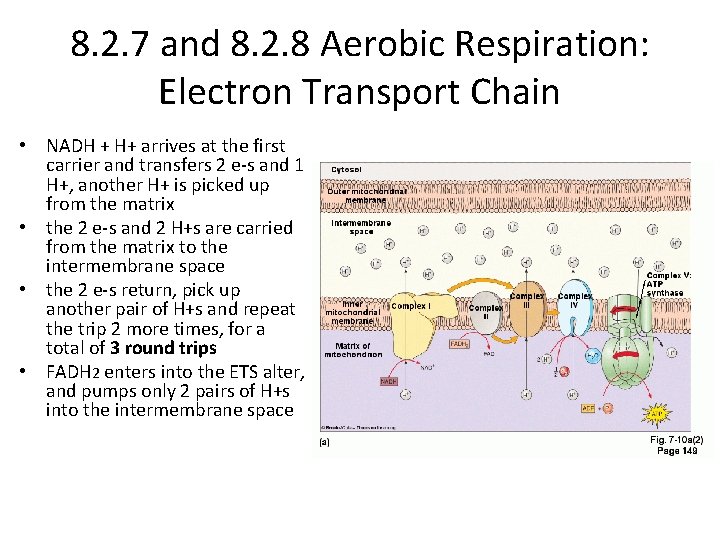 8. 2. 7 and 8. 2. 8 Aerobic Respiration: Electron Transport Chain • NADH