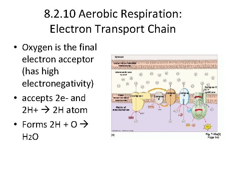 8. 2. 10 Aerobic Respiration: Electron Transport Chain • Oxygen is the final electron