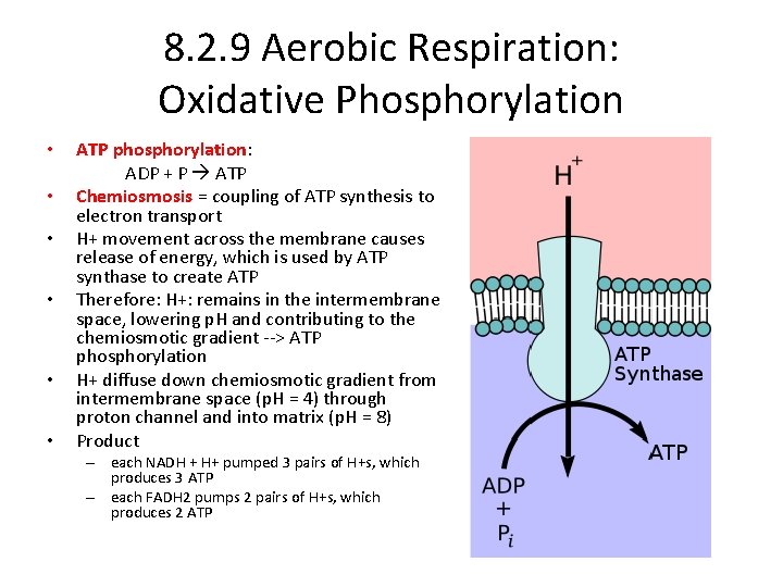 8. 2. 9 Aerobic Respiration: Oxidative Phosphorylation • • • ATP phosphorylation: ADP +