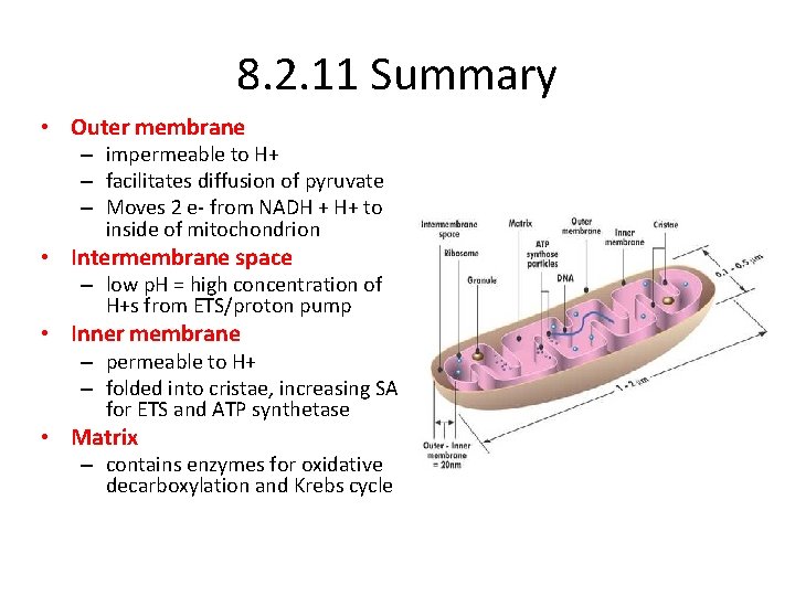 8. 2. 11 Summary • Outer membrane – impermeable to H+ – facilitates diffusion