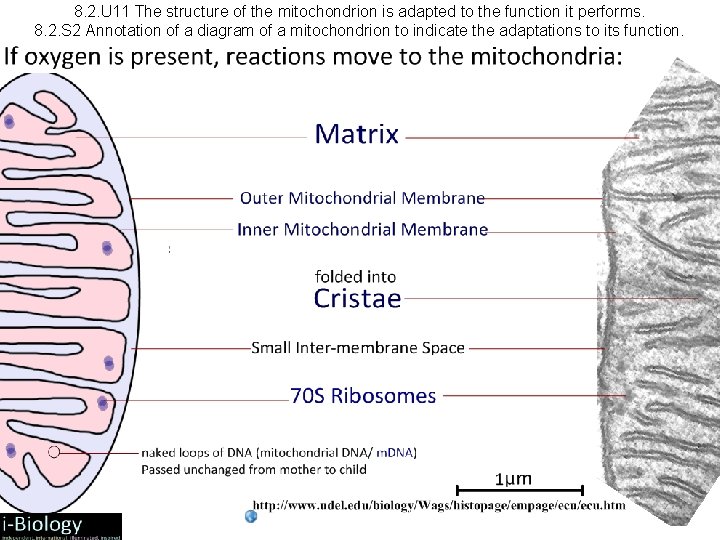 8. 2. U 11 The structure of the mitochondrion is adapted to the function
