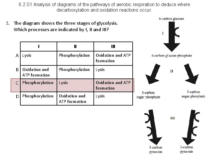 8. 2. S 1 Analysis of diagrams of the pathways of aerobic respiration to