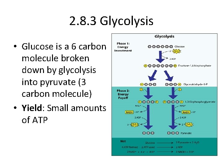 2. 8. 3 Glycolysis • Glucose is a 6 carbon molecule broken down by