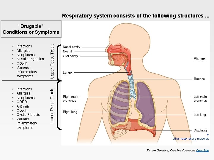 Respiratory system consists of the following structures. . . • • • Infections Allergies