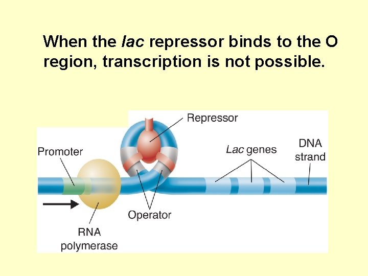 When the lac repressor binds to the O region, transcription is not possible. 