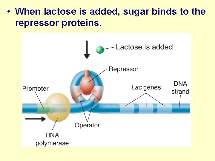  • When lactose is added, sugar binds to the repressor proteins. 