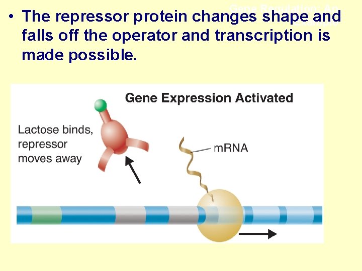 Gene Regulation: An changes shape and Example • The repressor protein falls off the