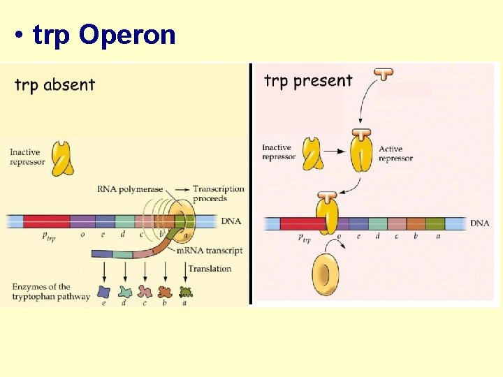  • trp Operon 