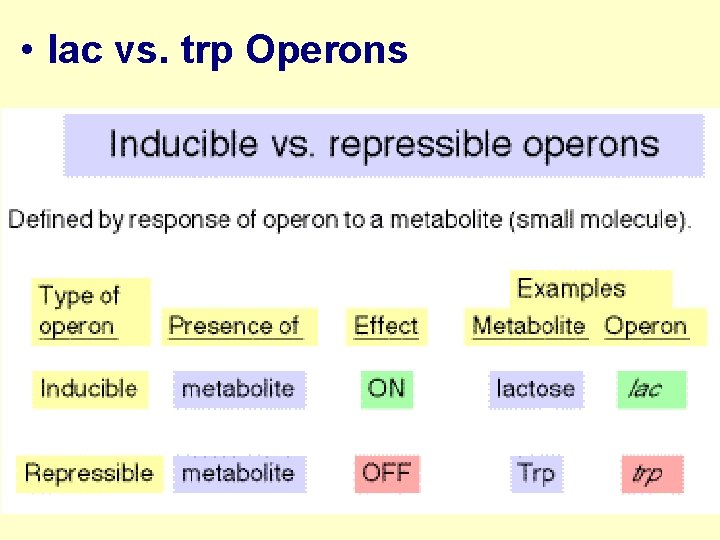  • lac vs. trp Operons 