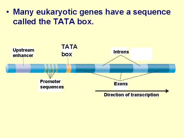  • Many eukaryotic genes have a sequence called the TATA box. Upstream enhancer