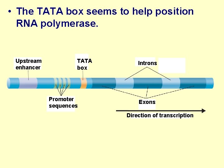  • The TATA box seems to help position RNA polymerase. Upstream enhancer TATA