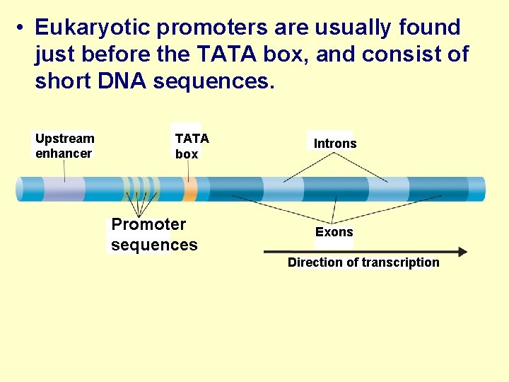  • Eukaryotic promoters are usually found just before the TATA box, and consist