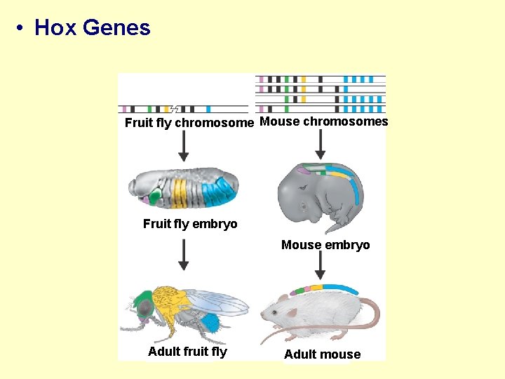  • Hox Genes Fruit fly chromosome Mouse chromosomes Fruit fly embryo Mouse embryo