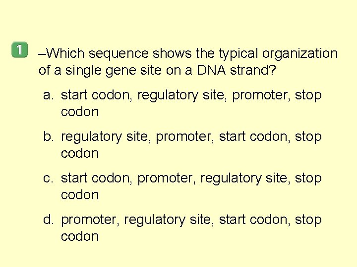 –Which sequence shows the typical organization of a single gene site on a DNA