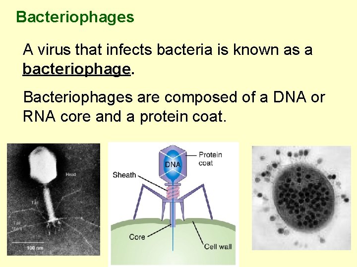 Bacteriophages A virus that infects bacteria is known as a bacteriophage. Bacteriophages are composed