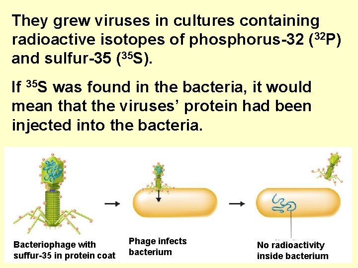 They grew viruses in cultures containing radioactive isotopes of phosphorus-32 (32 P) and sulfur-35