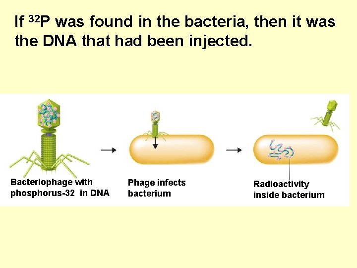 If 32 P was found in the bacteria, then it was the DNA that