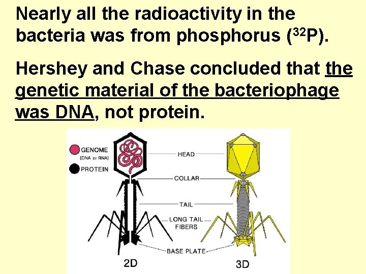 Nearly all the radioactivity in the bacteria was from phosphorus (32 P). Hershey and
