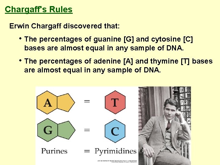 Chargaff's Rules Erwin Chargaff discovered that: • The percentages of guanine [G] and cytosine