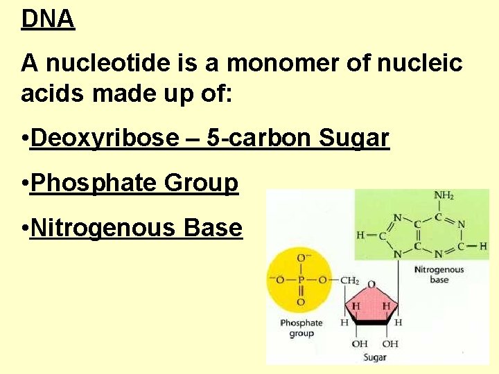 DNA A nucleotide is a monomer of nucleic acids made up of: • Deoxyribose