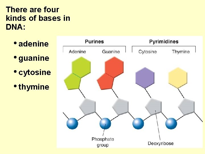 There are four kinds of bases in DNA: • adenine • guanine • cytosine