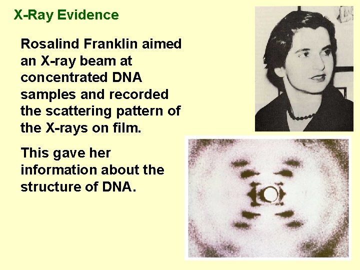 X-Ray Evidence Rosalind Franklin aimed an X-ray beam at concentrated DNA samples and recorded