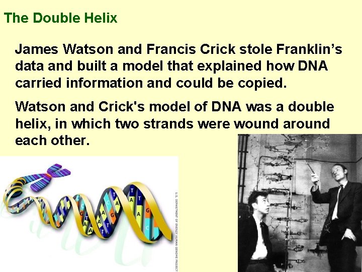 The Double Helix James Watson and Francis Crick stole Franklin’s data and built a