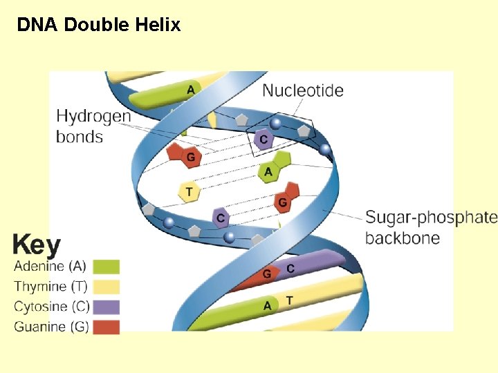 DNA Double Helix 