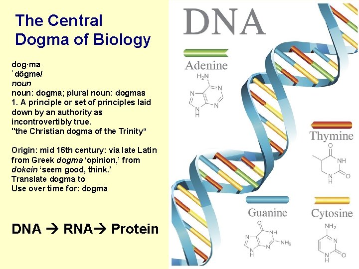 The Central Dogma of Biology dog·ma ˈdôɡmə/ noun: dogma; plural noun: dogmas 1. A