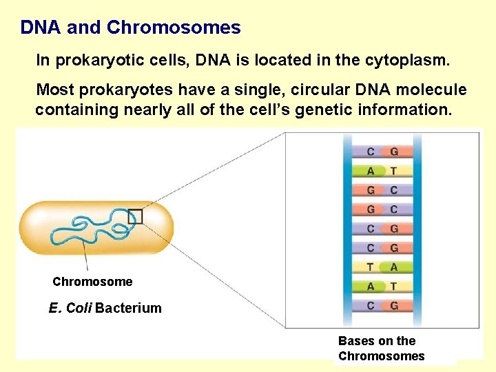 DNA and Chromosomes In prokaryotic cells, DNA is located in the cytoplasm. Most prokaryotes