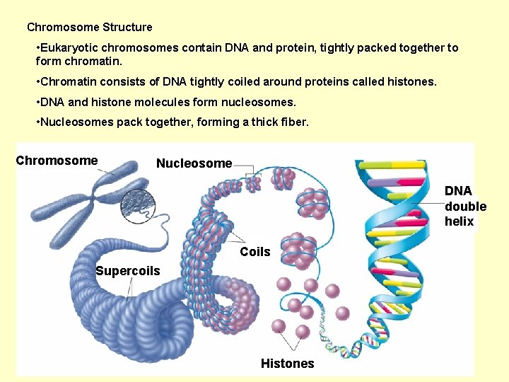 Chromosome Structure • Eukaryotic chromosomes contain DNA and protein, tightly packed together to form
